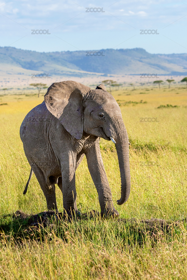 非洲大草原上的小象 全身照（主預覽-8742662） - 未分類 - 站酷設(shè)計師TaoTaoLi1989原創(chuàng)素材 - 站酷ZCOOL