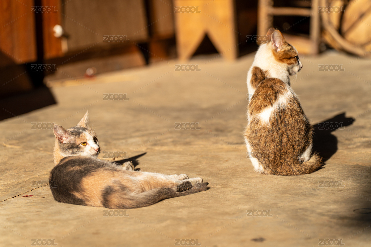 陽光下休憩的兩只可愛貓咪（主預(yù)覽-12720074） - 未分類 - 站酷設(shè)計師Fez4mwH73A原創(chuàng)素材 - 站酷ZCOOL