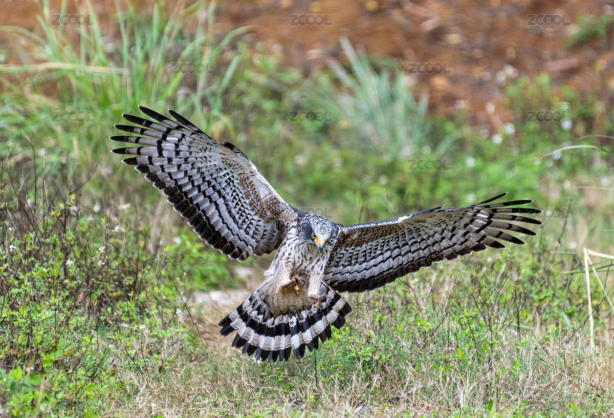 凶猛的蛇雕（主预览-8490394） - 未分类 - 站酷设计师印支绿鹊客栈原创素材 - 站酷ZCOOL