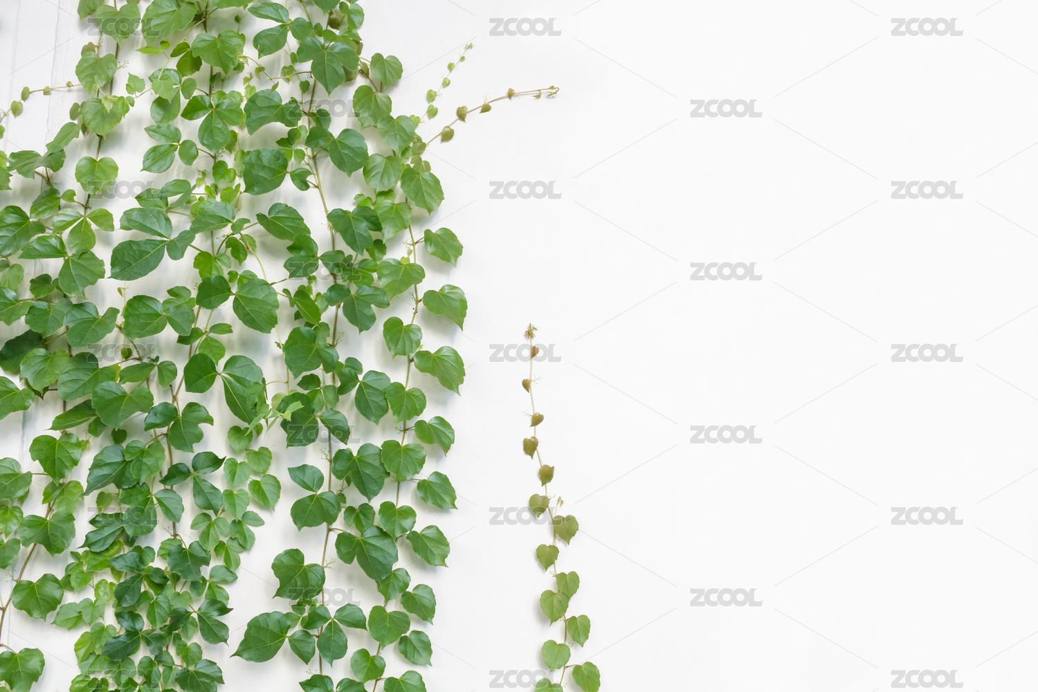 Green vine Crawling on the white wall.Leaving a space in writing