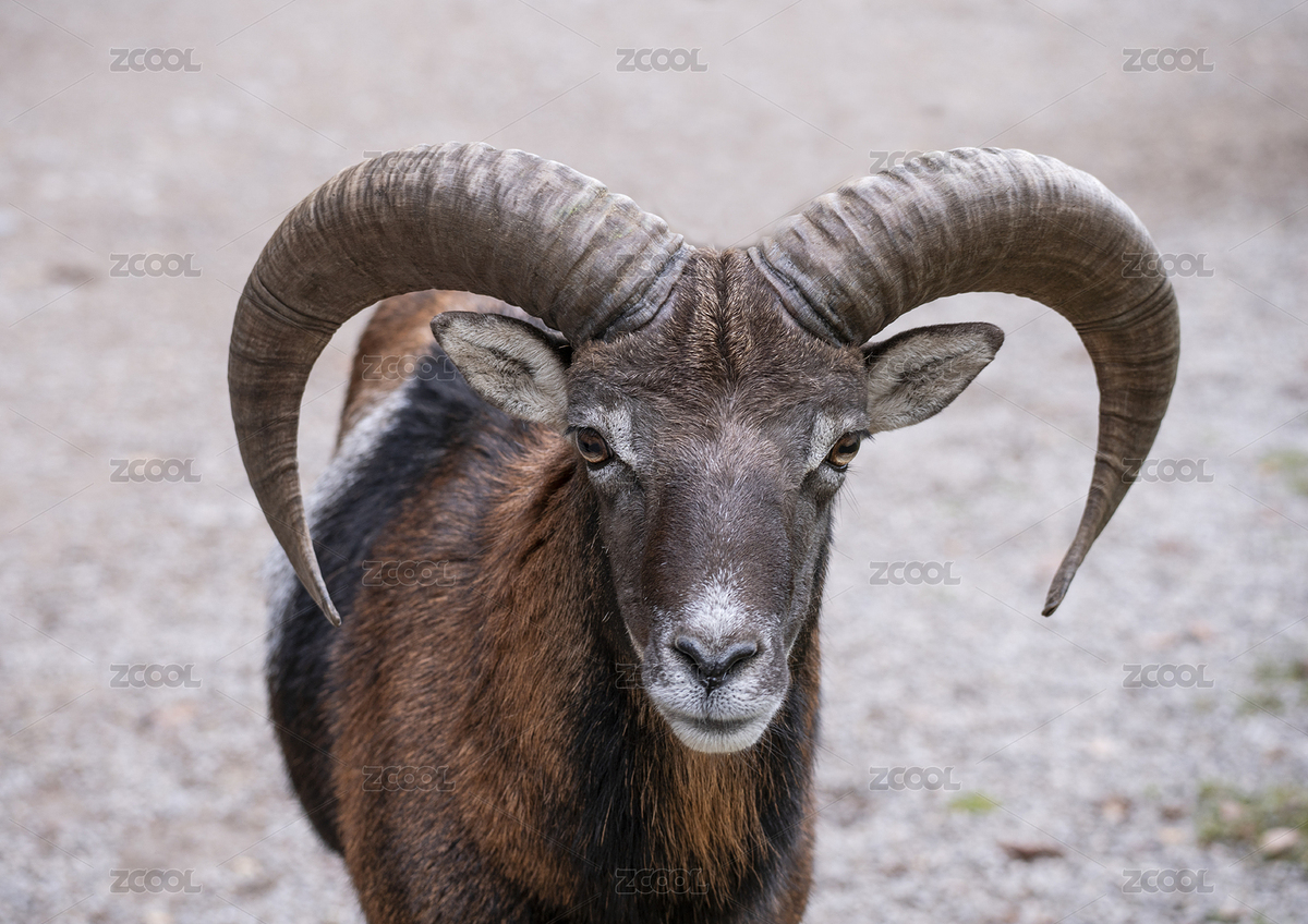 野生动物园里可爱的山羊（主预览-5214974） - 未分类 - 站酷设计师大熊0号原创素材 - 站酷ZCOOL