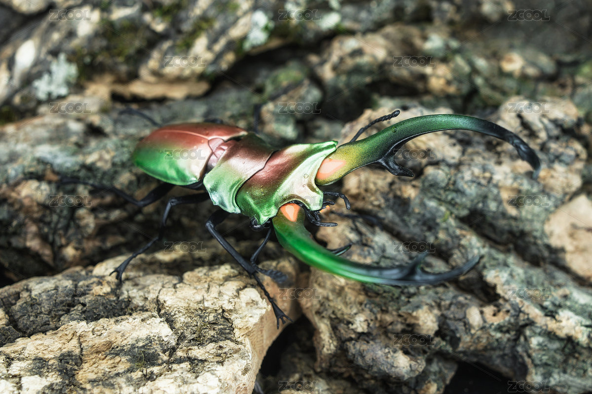 昆蟲紅鹿細(xì)身赤鍬形蟲特寫（主預(yù)覽-8231000） - 未分類 - 站酷設(shè)計(jì)師yuanbo83原創(chuàng)素材 - 站酷ZCOOL
