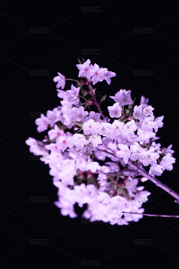 武漢西北湖櫻花夜景燈光秀（主預(yù)覽-3822720） - 未分類 - 站酷設(shè)計師菠蘿撞上椰子原創(chuàng)素材 - 站酷ZCOOL