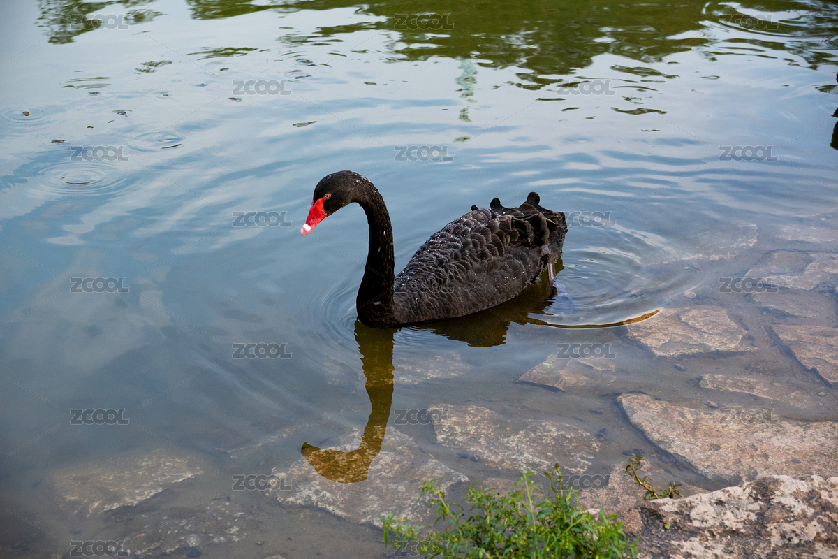 黑天鹅水中游弋（主预览-12024694） - 未分类 - 站酷设计师xxxinxing_原创素材 - 站酷ZCOOL