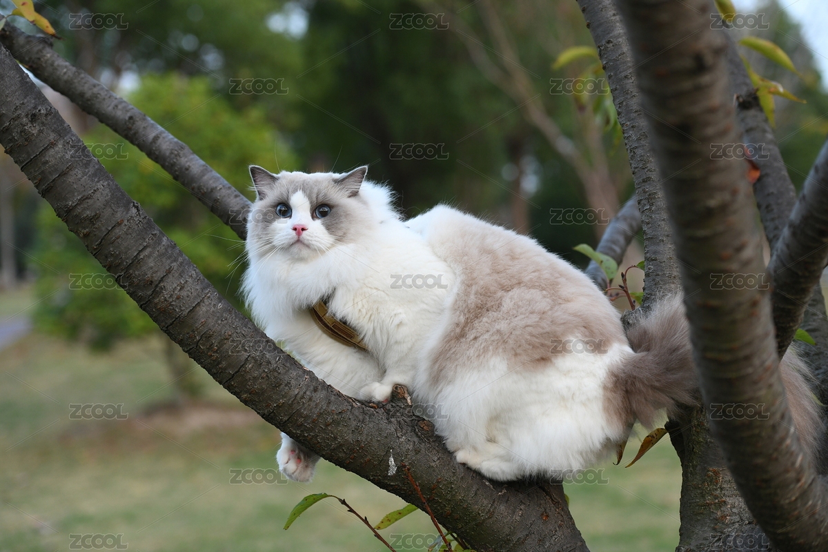 爬樹的可愛布偶（主預(yù)覽-6656074） - 未分類 - 站酷設(shè)計(jì)師CONANICK原創(chuàng)素材 - 站酷ZCOOL