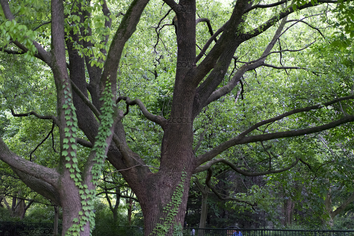 共青森林公園香樟樹（主預(yù)覽-4442867） - 未分類 - 站酷設(shè)計師禎小禎原創(chuàng)素材 - 站酷ZCOOL