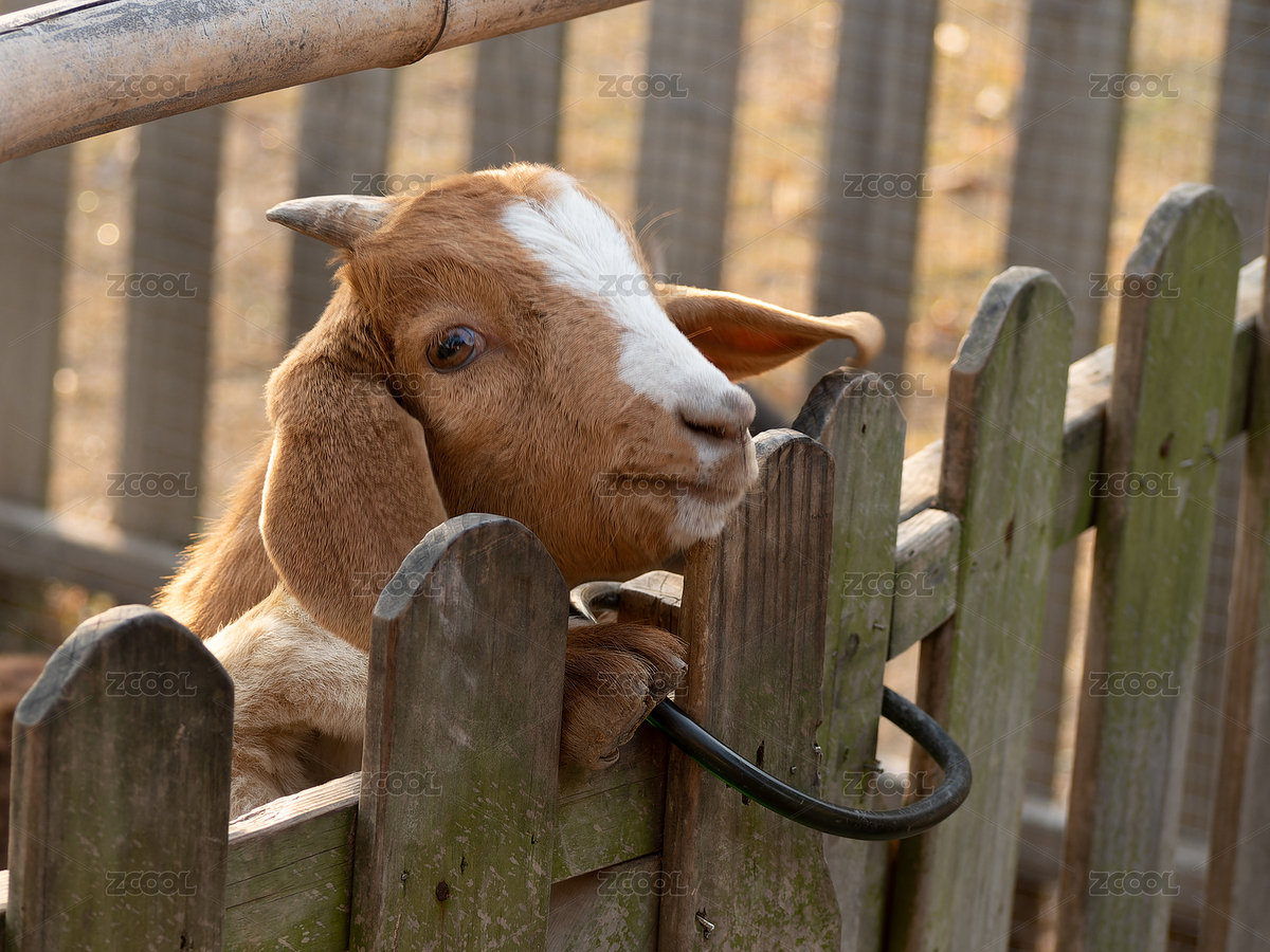 探出腦袋的小羊（主預覽-3896918） - 未分類 - 站酷設計師oJBFZG3rs2原創(chuàng)素材 - 站酷ZCOOL