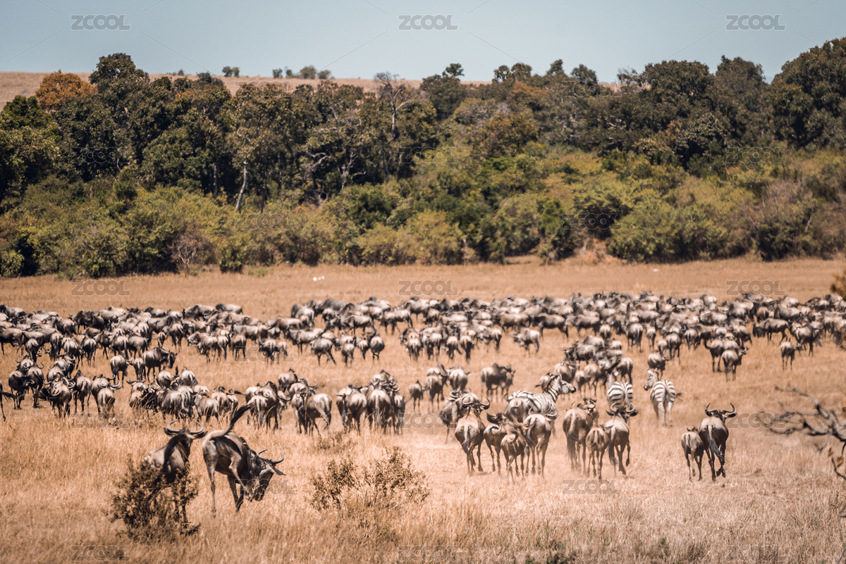 非洲肯尼亞馬賽馬拉草原上遷徙的斑馬和角馬（主預覽-4879057） - 未分類 - 站酷設計師bin0708原創(chuàng)素材 - 站酷ZCOOL