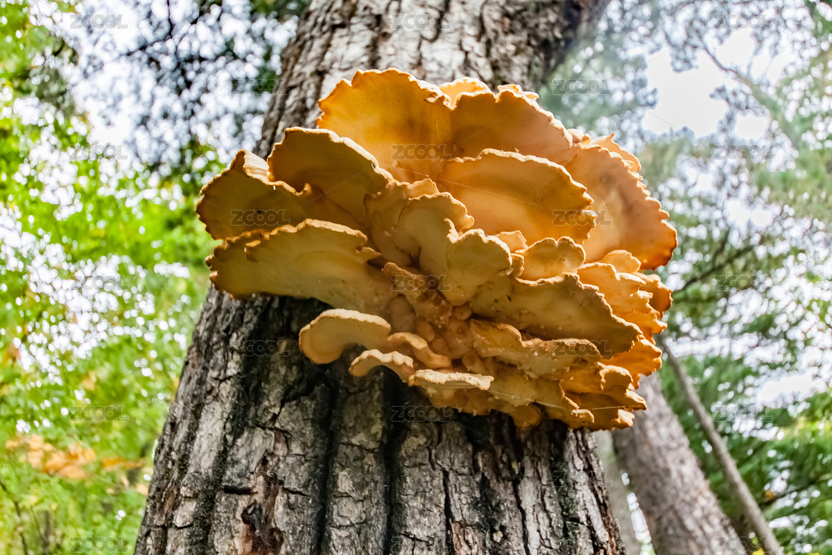 菌菇（主預(yù)覽-4259620） - 未分類(lèi) - 站酷設(shè)計(jì)師贊贊尼原創(chuàng)素材 - 站酷ZCOOL