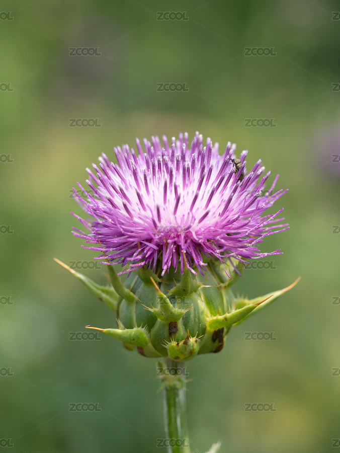 藥用植物水飛薊開花（主預(yù)覽-2045789） - 未分類 - 站酷設(shè)計(jì)師攝影師慢速航班原創(chuàng)素材 - 站酷ZCOOL