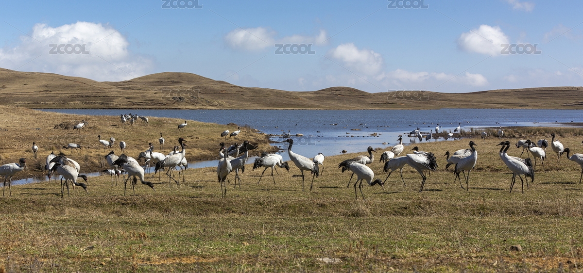 中國南昭通大山包大海子濕地越冬黑頸鶴（主預覽-4073112） - 未分類 - 站酷設計師原野三月原創(chuàng)素材 - 站酷ZCOOL