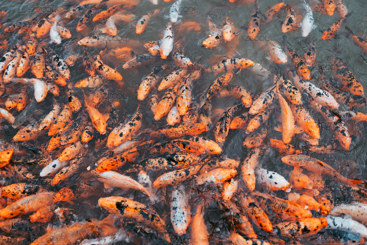 临安大明山景区山顶大明湖里的金色鲤鱼群（主预览-8722415） - 未分类 - 站酷设计师阿朦不萌原创素材 - 站酷ZCOOL