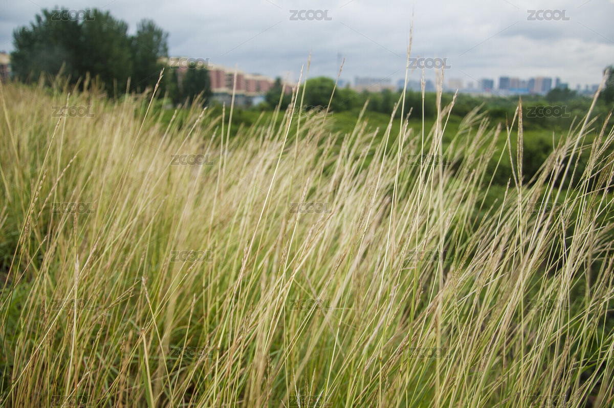 野草（主預(yù)覽-6729180） - 未分類 - 站酷設(shè)計師racin原創(chuàng)素材 - 站酷ZCOOL