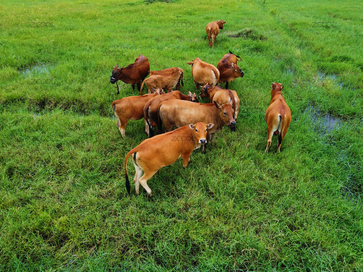 散养的黄牛（主预览-714069） - 未分类 - 站酷设计师WUWUDEFENSI原创素材 - 站酷ZCOOL