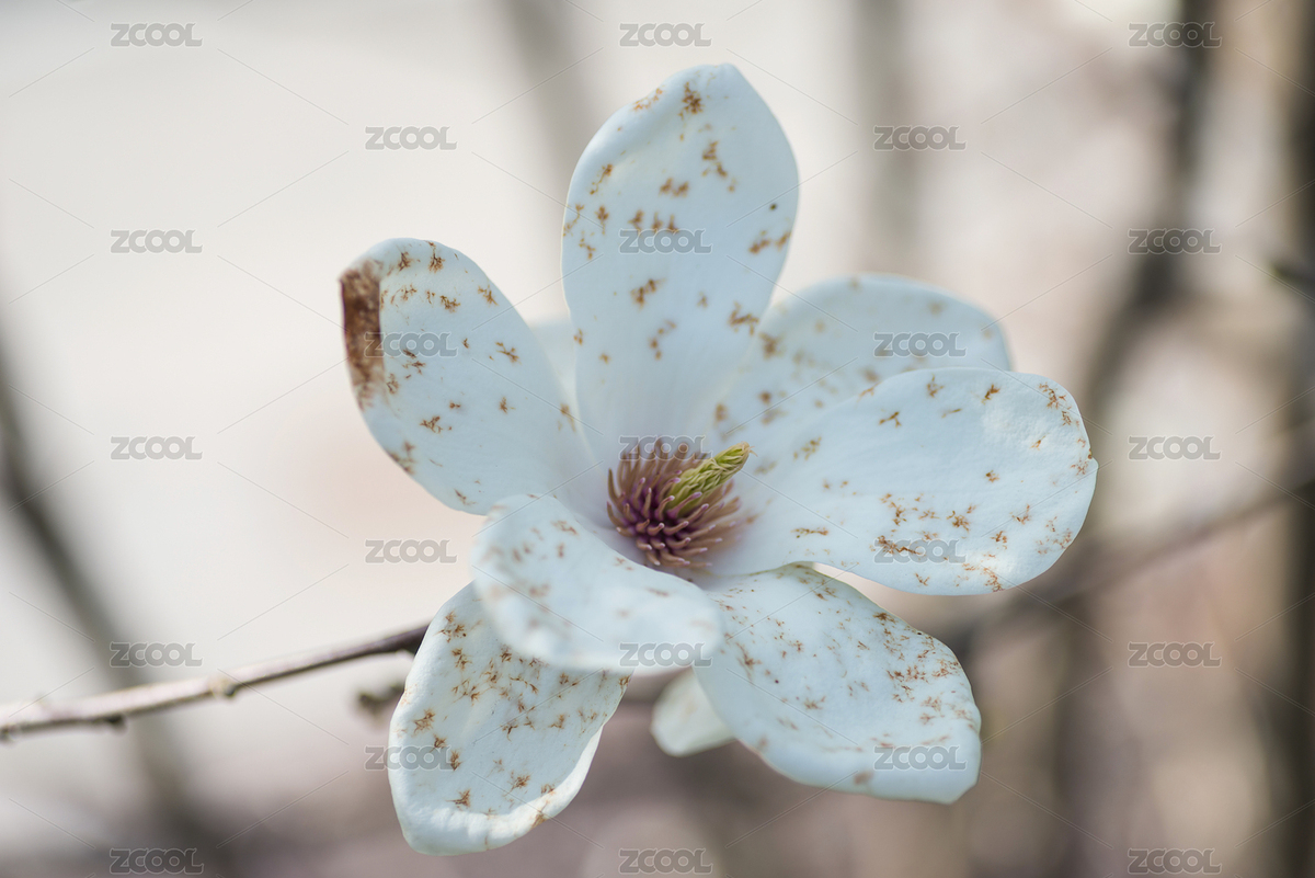 盛開(kāi)的白玉蘭鮮花花瓣上的斑點(diǎn)（主預(yù)覽-2315421） - 未分類 - 站酷設(shè)計(jì)師蔚藍(lán)的白日夢(mèng)原創(chuàng)素材 - 站酷ZCOOL