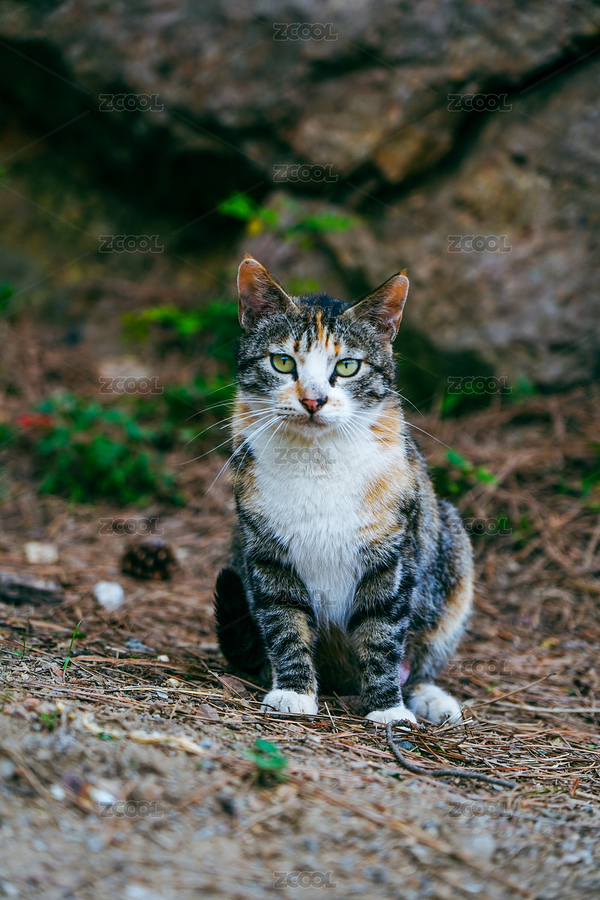 户外可爱野猫（主预览-8796067） - 未分类 - 站酷设计师Anniebugu原创素材 - 站酷ZCOOL