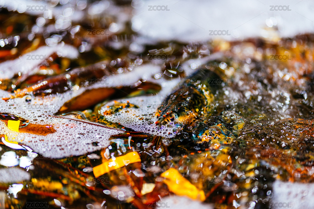 鮮活龍蝦大賣場（主預(yù)覽-8287383） - 未分類 - 站酷設(shè)計師威貓君原創(chuàng)素材 - 站酷ZCOOL