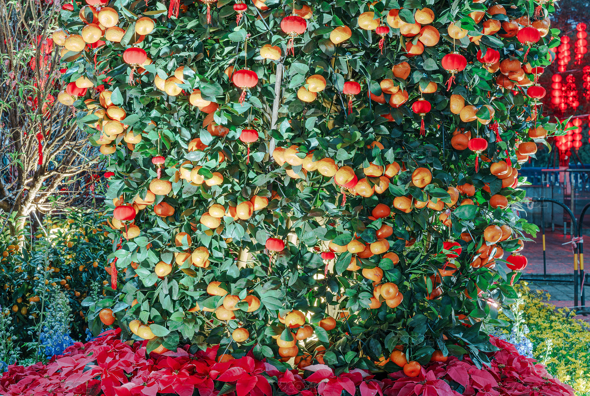 廣州天河體育中心花市桔子樹（主預(yù)覽-7277930） - 未分類 - 站酷設(shè)計(jì)師HQC的視界觀原創(chuàng)素材 - 站酷ZCOOL