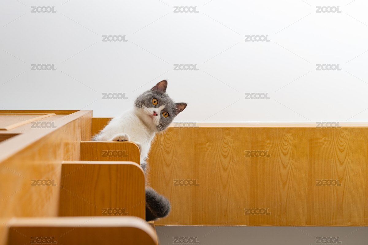 站在柜子最高處的英短藍白貓貓（主預覽-7801628） - 未分類 - 站酷設計師harveylaw原創(chuàng)素材 - 站酷ZCOOL