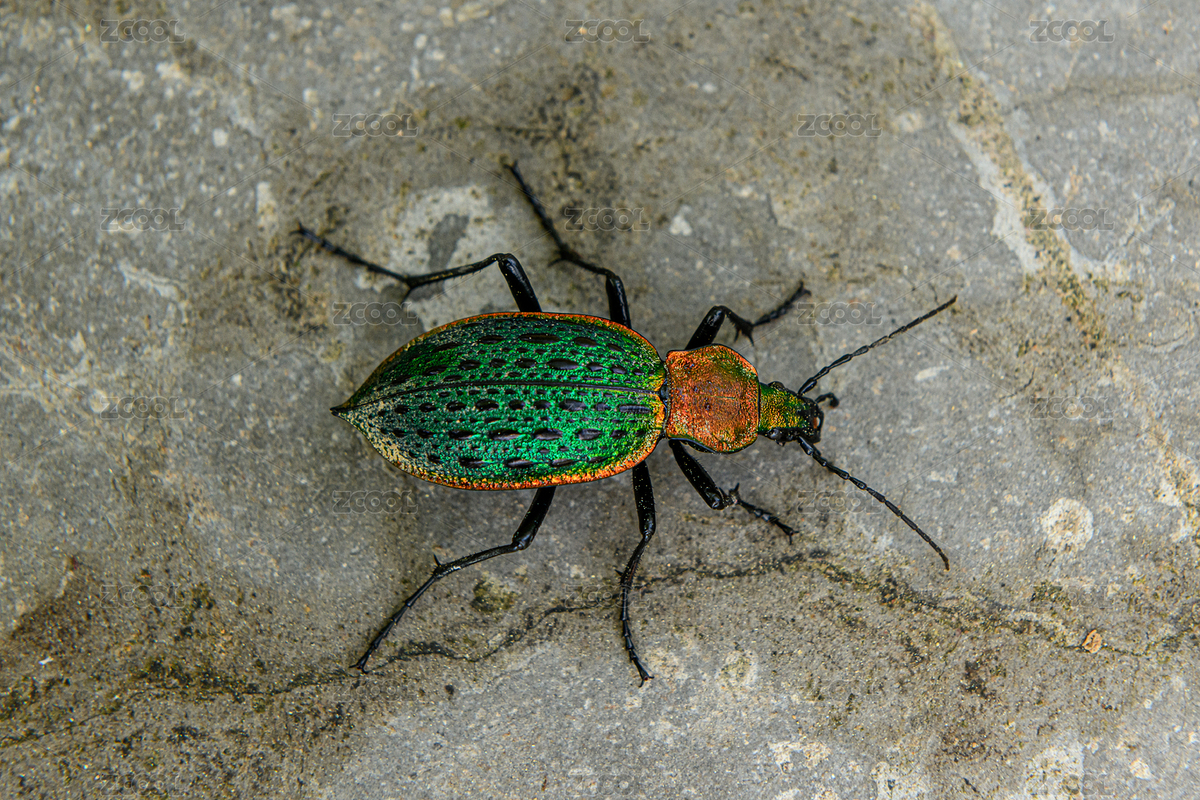 绿色壳子的甲壳虫（主预览-4155715） - 未分类 - 站酷设计师会拍照的算命先生原创素材 - 站酷ZCOOL