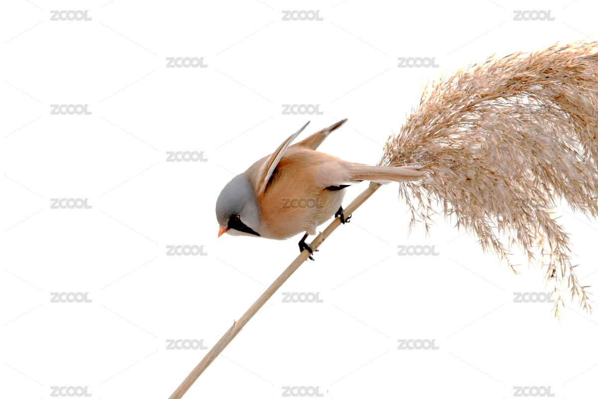 文须雀鸟（主预览-12454313） - 未分类 - 站酷设计师酷派视觉原创素材 - 站酷ZCOOL