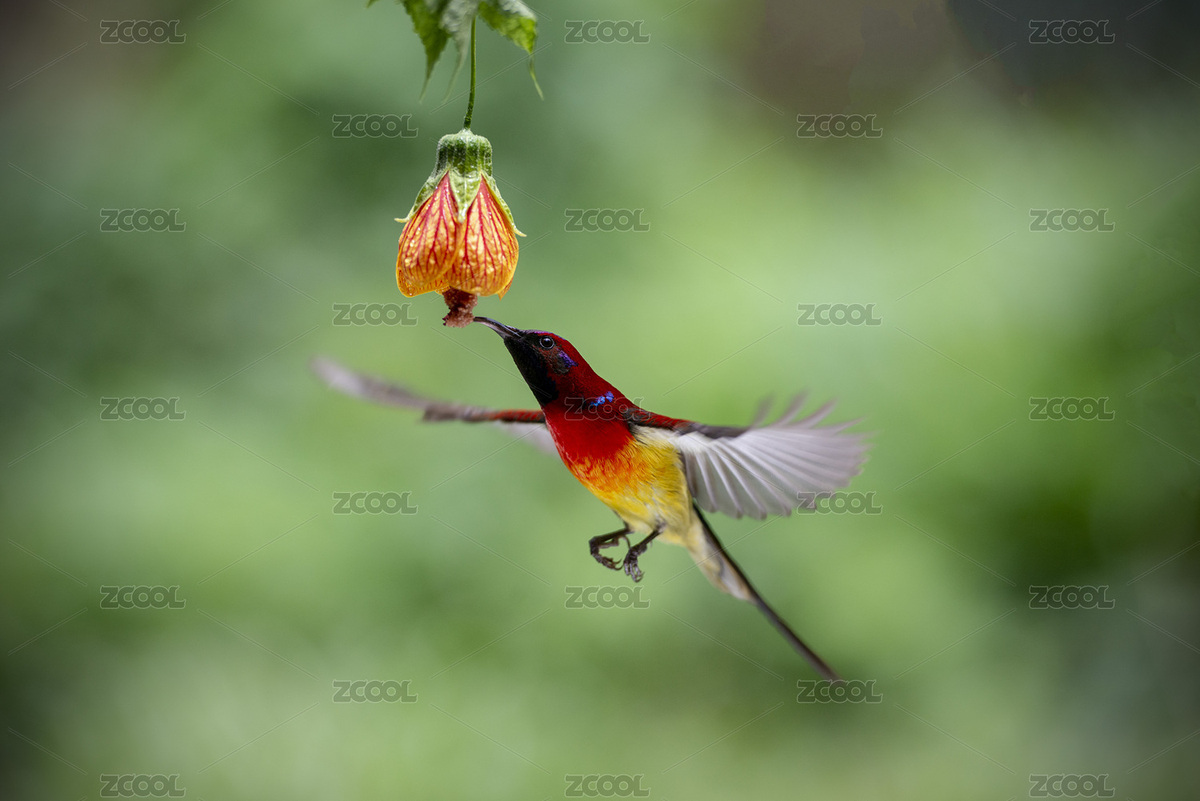 太阳鸟采蜜（主预览-5782496） - 未分类 - 站酷设计师杨宝汉原创素材 - 站酷ZCOOL