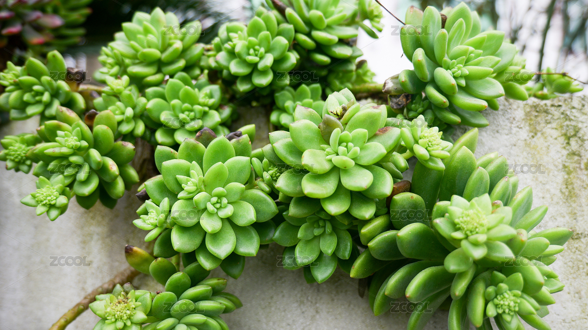 多肉植物花卉綠植盆栽園藝多肉種植（主預(yù)覽-9452316） - 未分類 - 站酷設(shè)計(jì)師大唐視覺原創(chuàng)素材 - 站酷ZCOOL