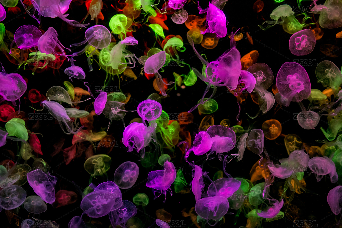 水族馆多彩梦幻水母（主预览-8513301） - 未分类 - 站酷设计师锴撒kitey原创素材 - 站酷ZCOOL