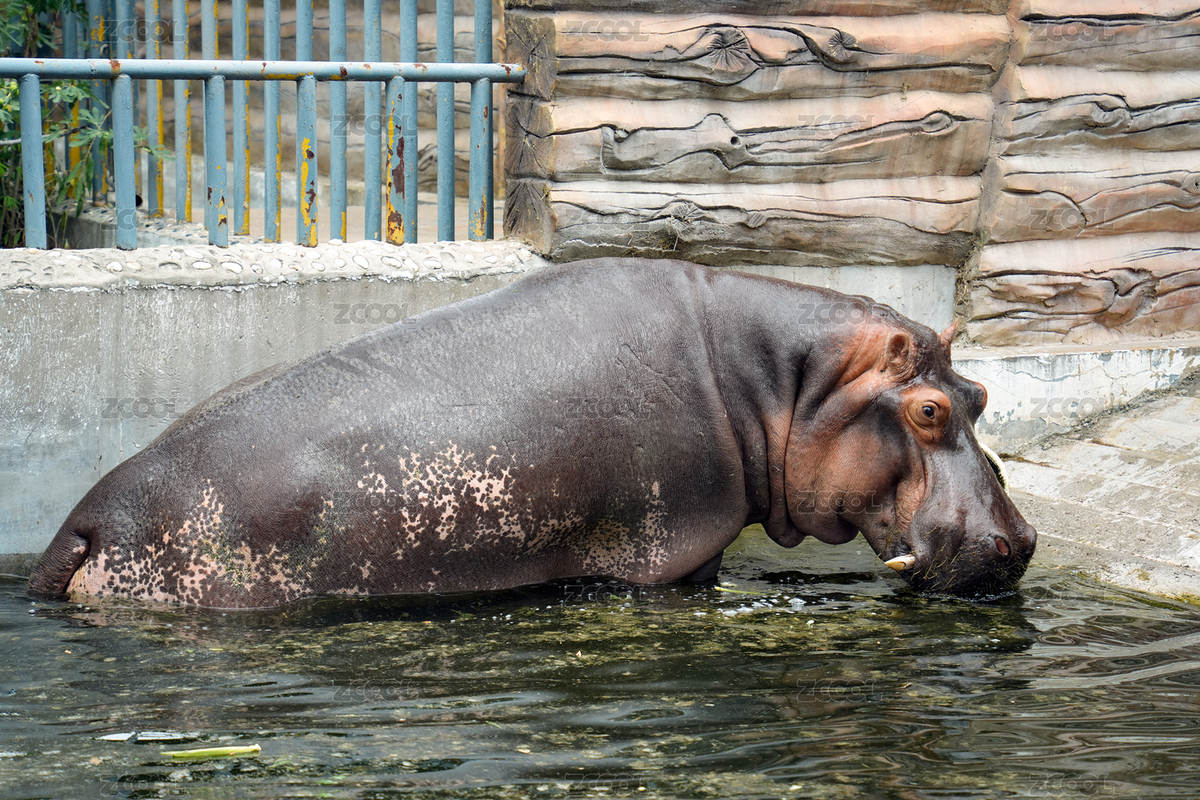 河馬水中活動(dòng)特寫（主預(yù)覽-12178628） - 未分類 - 站酷設(shè)計(jì)師hmykxla原創(chuàng)素材 - 站酷ZCOOL