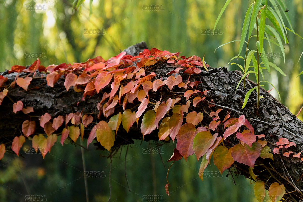 冬日藤蔓依附石墻，殘留紅葉在光影中透亮（主預(yù)覽-12545998） - 未分類 - 站酷設(shè)計(jì)師Z31443353原創(chuàng)素材 - 站酷ZCOOL