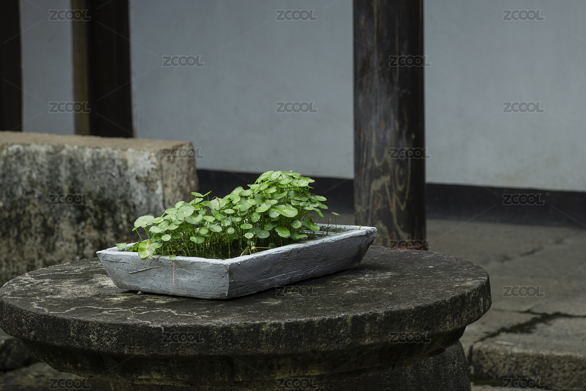 中國風(fēng)庭院里石桌上面放著的銅錢草盆栽（主預(yù)覽-8947887） - 未分類 - 站酷設(shè)計(jì)師云2018原創(chuàng)素材 - 站酷ZCOOL