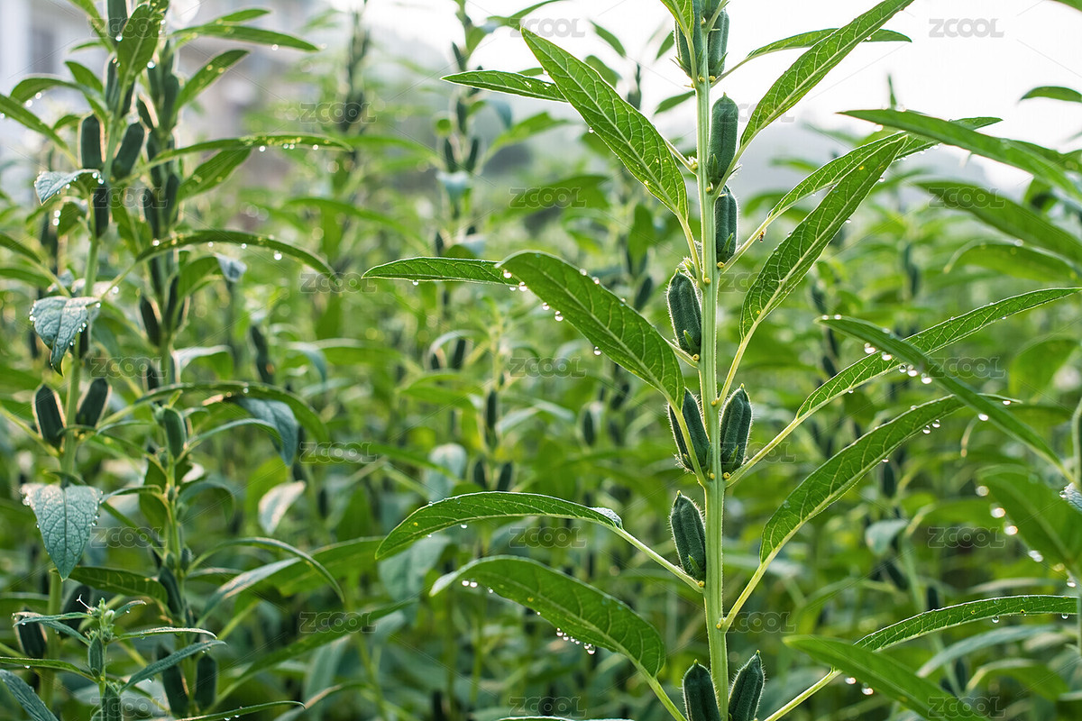 夏天清晨的芝麻花（主預(yù)覽-4606749） - 未分類 - 站酷設(shè)計(jì)師風(fēng)暴麗麗原創(chuàng)素材 - 站酷ZCOOL