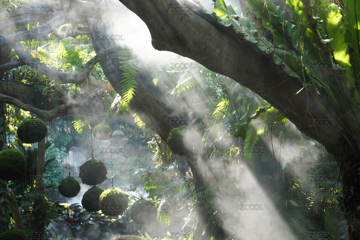 中國廣西植物園的陽光下熱帶植物特寫（主預(yù)覽-12295745） - 未分類 - 站酷設(shè)計(jì)師butterfly2025原創(chuàng)素材 - 站酷ZCOOL