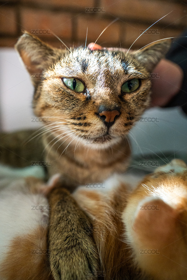 一個人的手撫摸貓媽媽和幼崽（主預(yù)覽-610534） - 未分類 - 站酷設(shè)計師文樸先生原創(chuàng)素材 - 站酷ZCOOL