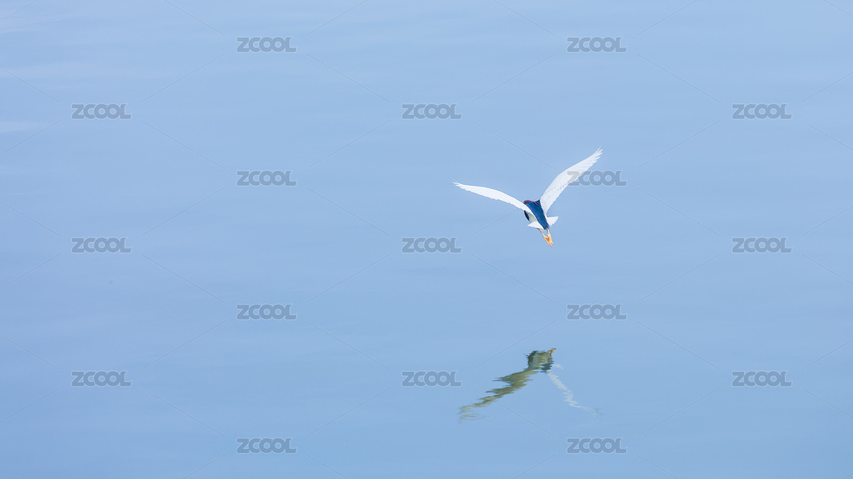 水面上展翅飛翔的水鳥（主預(yù)覽-4094225） - 未分類 - 站酷設(shè)計師Skylaw2020原創(chuàng)素材 - 站酷ZCOOL