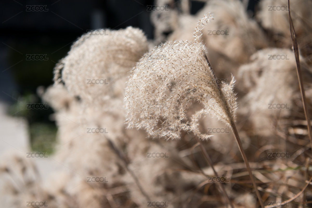 蘆葦花（主預(yù)覽-6803788） - 未分類 - 站酷設(shè)計(jì)師shuier1978原創(chuàng)素材 - 站酷ZCOOL