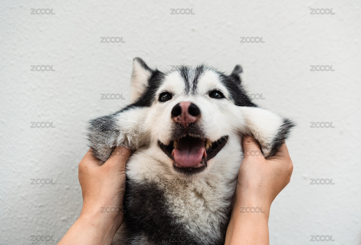 主人捏二哈臉蛋的手部特寫（主預(yù)覽-8289286） - 未分類 - 站酷設(shè)計師Anciens原創(chuàng)素材 - 站酷ZCOOL