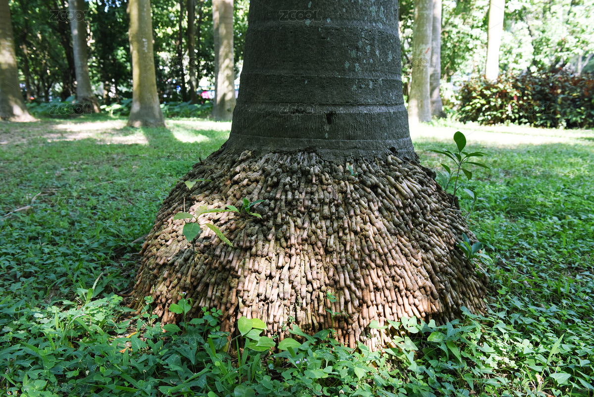 根系發(fā)達的大王椰（主預(yù)覽-6631467） - 未分類 - 站酷設(shè)計師羊圈有青草原創(chuàng)素材 - 站酷ZCOOL