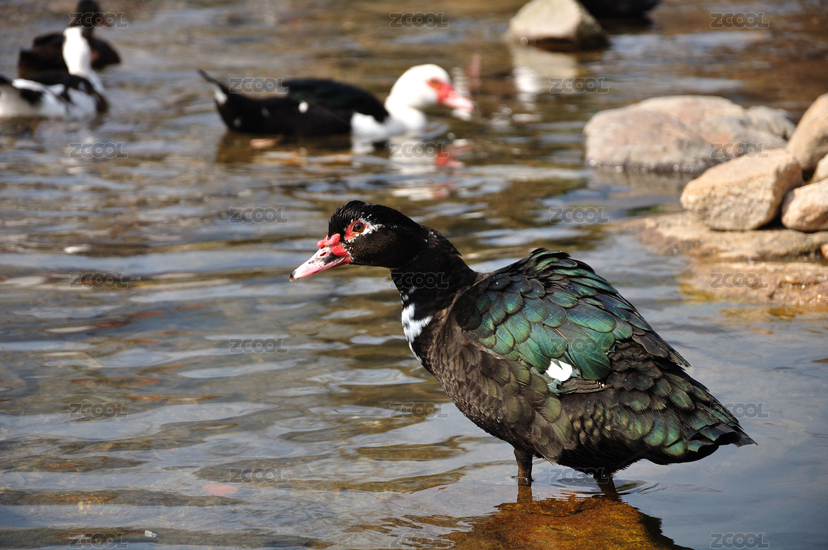 近摄一只鸭子（主预览-7340583） - 未分类 - 站酷设计师墨枫原创素材 - 站酷ZCOOL
