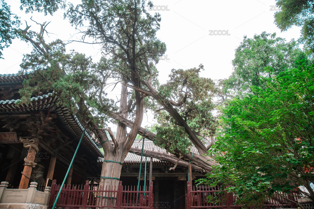 山西太原晉祠博物館周柏側(cè)柏古柏（主預(yù)覽-11251639） - 未分類 - 站酷設(shè)計(jì)師Shirley_雪梨醬原創(chuàng)素材 - 站酷ZCOOL