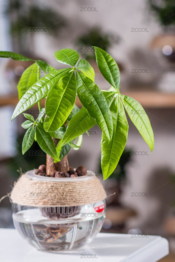 唯美清新的水培植物發(fā)財樹（主預(yù)覽-7089082） - 未分類 - 站酷設(shè)計師云2018原創(chuàng)素材 - 站酷ZCOOL