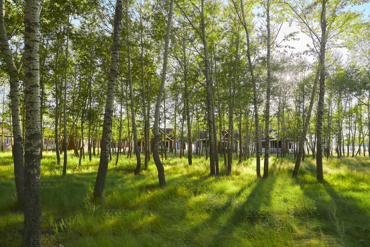 河北沽源庫倫淖而旅游度假村別墅區(qū)森林草地（主預(yù)覽-4970499） - 未分類 - 站酷設(shè)計師藍太陽TNT原創(chuàng)素材 - 站酷ZCOOL