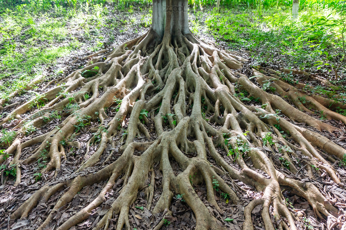 大樹生長(zhǎng)在地表的樹根（主預(yù)覽-3103018） - 未分類 - 站酷設(shè)計(jì)師范范0809原創(chuàng)素材 - 站酷ZCOOL