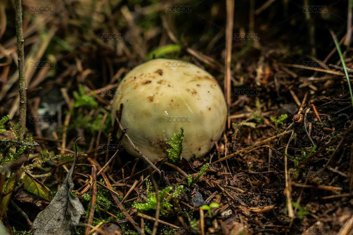 野生青頭菌（主預(yù)覽-5598411） - 未分類 - 站酷設(shè)計師徐守畢原創(chuàng)素材 - 站酷ZCOOL