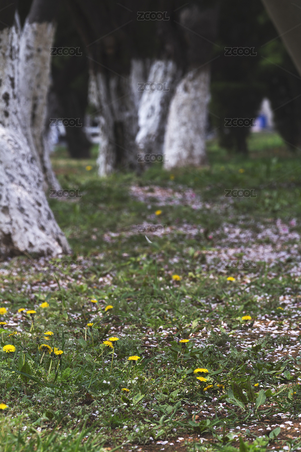 春天凋落的花瓣和盛開的小黃花（主預(yù)覽-7527877） - 未分類 - 站酷設(shè)計(jì)師風(fēng)輕云淡好德原創(chuàng)素材 - 站酷ZCOOL