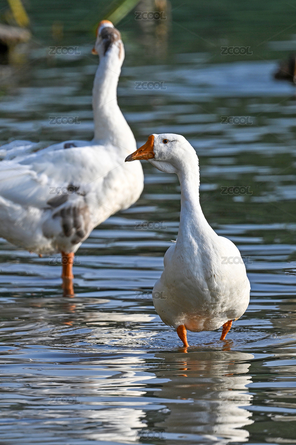 白鹅特写（主预览-12693360） - 未分类 - 站酷设计师金翅大鹏原创素材 - 站酷ZCOOL