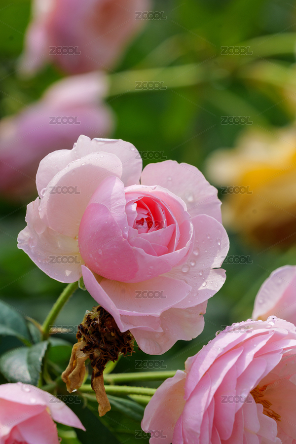 春天的月季花園（主預(yù)覽-7274323） - 未分類 - 站酷設(shè)計師NCzhou原創(chuàng)素材 - 站酷ZCOOL