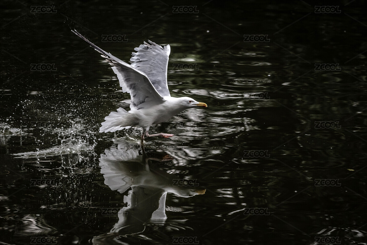 鸟类（主预览-7406771） - 未分类 - 站酷设计师月色2020原创素材 - 站酷ZCOOL