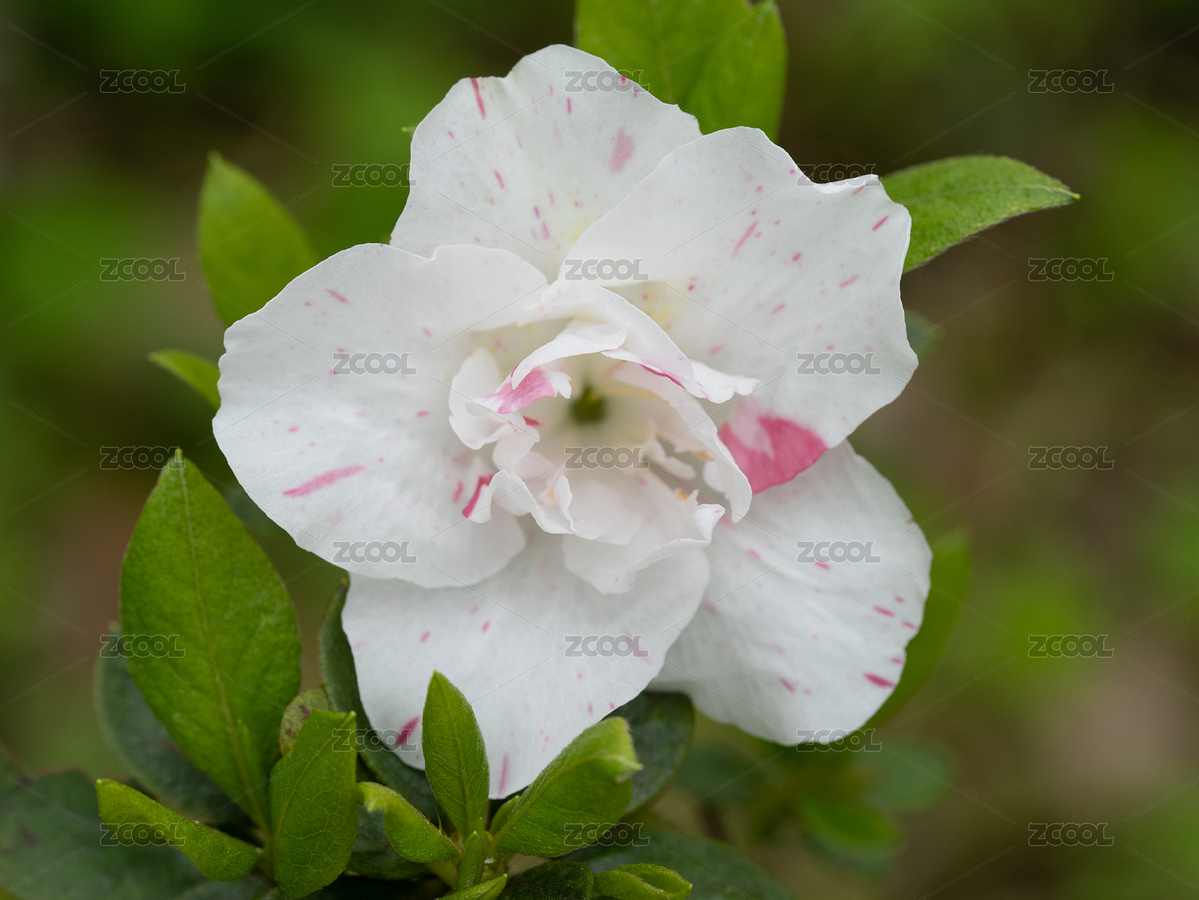 春天武漢植物園的杜鵑花（主預(yù)覽-8166322） - 未分類 - 站酷設(shè)計(jì)師攝影師慢速航班原創(chuàng)素材 - 站酷ZCOOL
