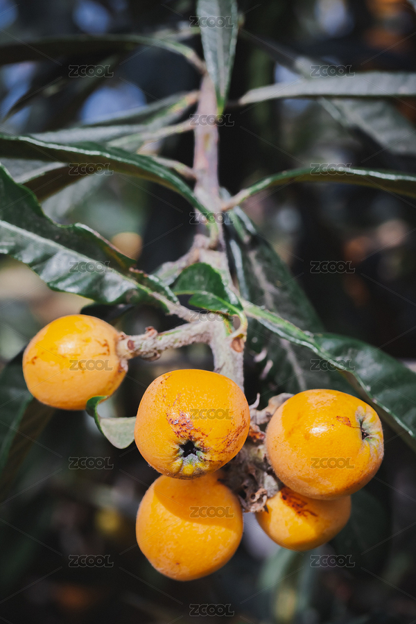 秋天枇杷果樹成熟的金黃色枇杷（主預(yù)覽-8228431） - 未分類 - 站酷設(shè)計師春上喜食原創(chuàng)素材 - 站酷ZCOOL